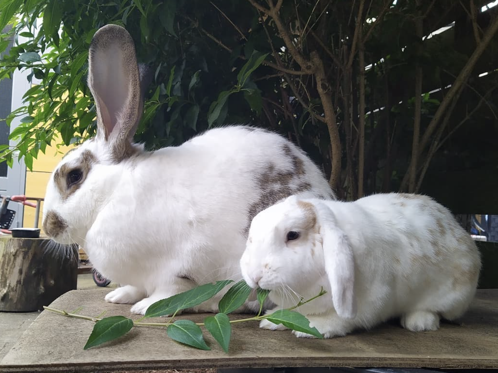 rabbit inspiration photo | miss mustard seed